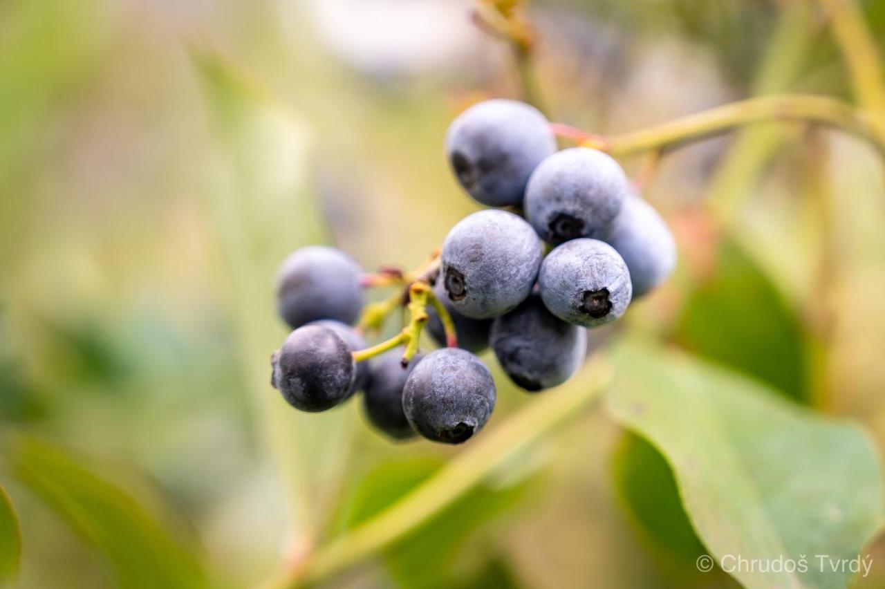 Blueberry Hills On Comleroy Farmstay - Self-Contained Cottages Kurrajong Zewnętrze zdjęcie